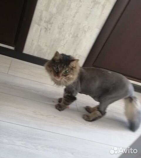 Стрижка кошекГрумер на выезде к клиенту