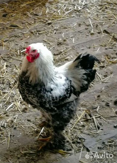 Петух брама