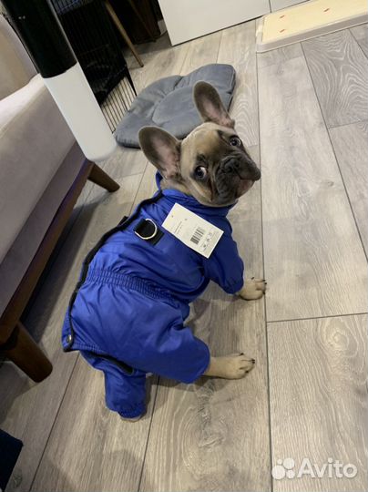 Комбинезон для собаки