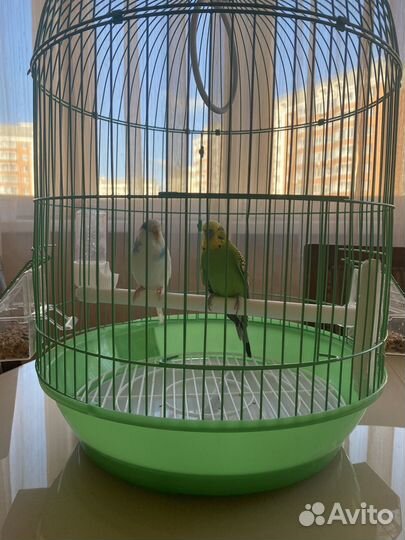 Волнистые попугаи