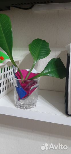 Малочай,отросток,за шоколадку