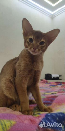 Абиссинская девочка сорель