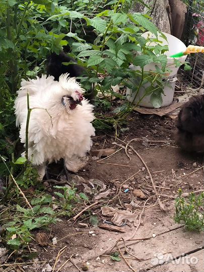 Куры молодки несушки