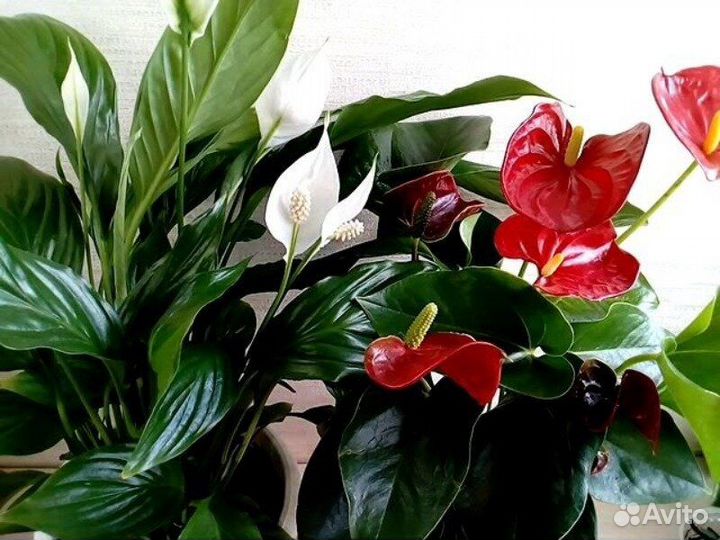 Антуриум,Сенецио