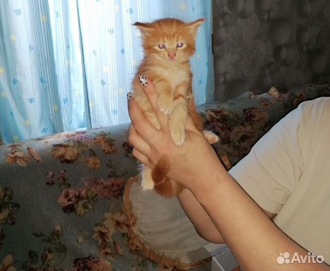 Мейн-кун девочки