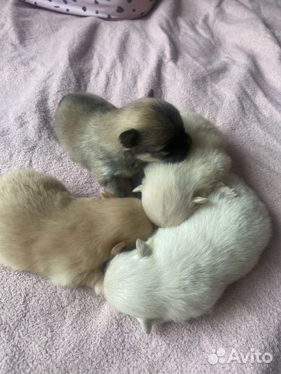 Щенки шпица мини
