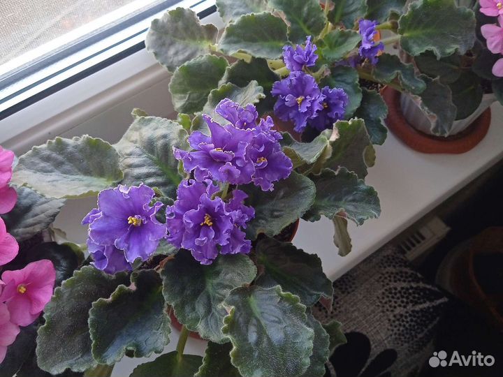 Продам фиалки