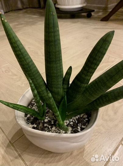 Сансевиерии
