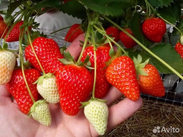 Клубника ремонтантная рассада в стаканчиках