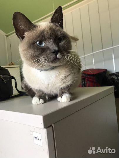 Котик бесплатно