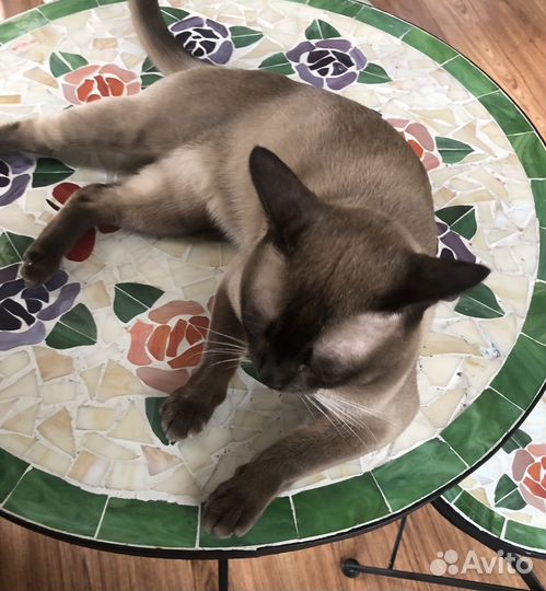 Бурманский кот