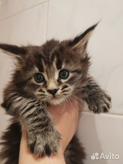 Котята мейн-кун