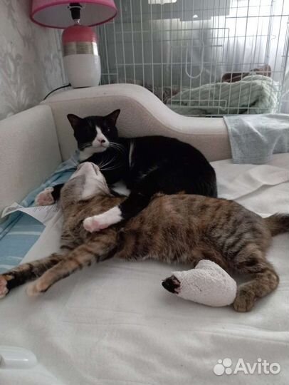 Кошка инвалид Бусинка, 3 года