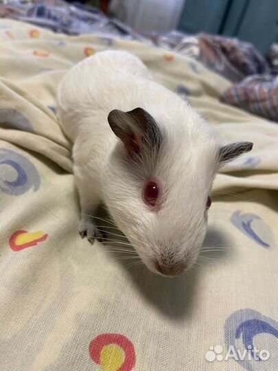 Морские свинки девочки и мальчики