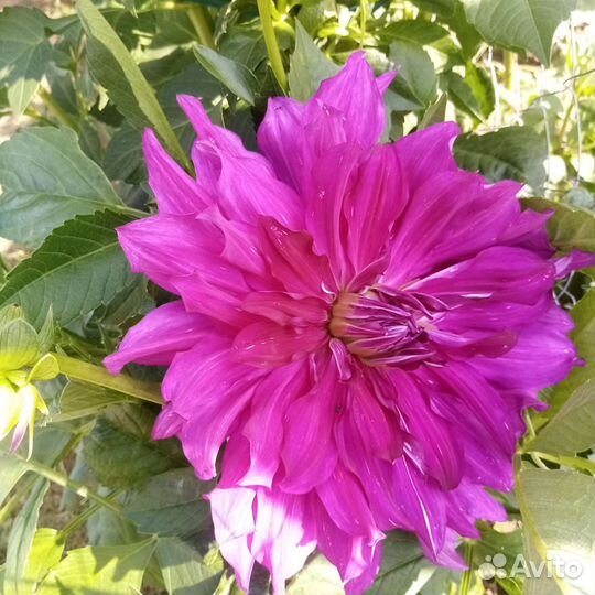 Георгины клубни