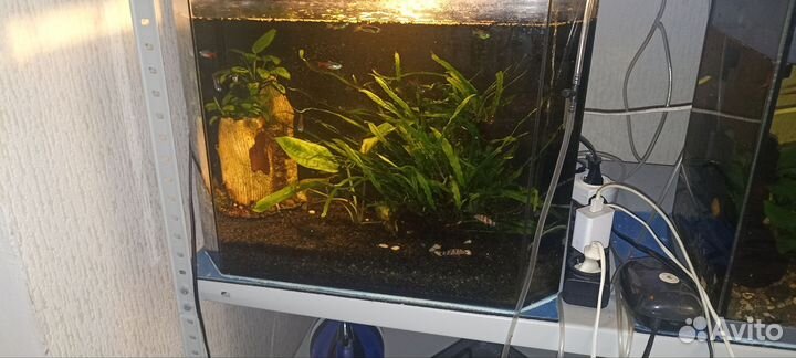 Аквариумы, рыбки, куча аквариумного барахла