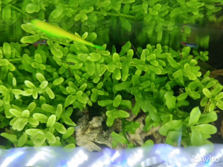 Прополка Бакопа,криптокорина (2 вида),лимонник