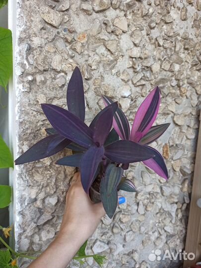 Комнатные растения