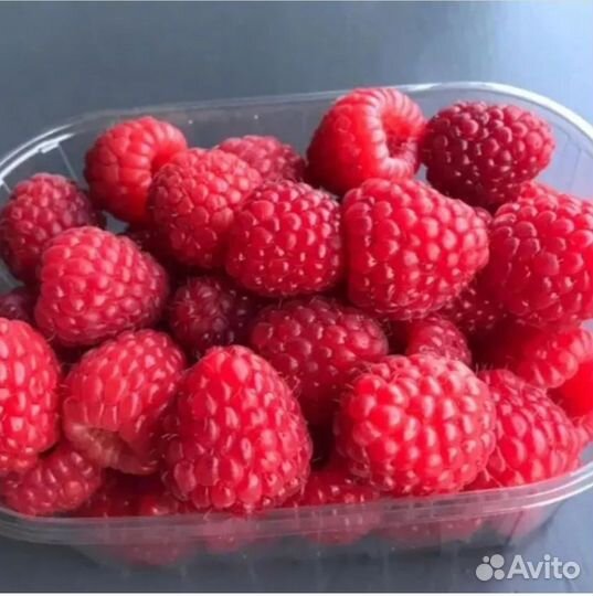 Саженцы малины Овация