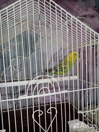 Птичка попугай с клеткой