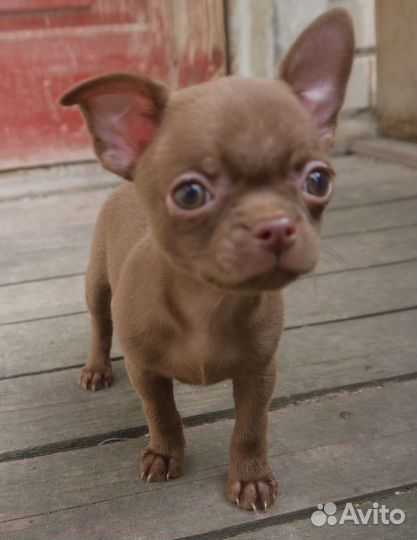 Щенки чихуахуа