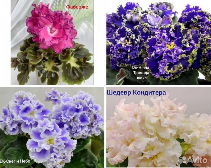 Фиалки детки