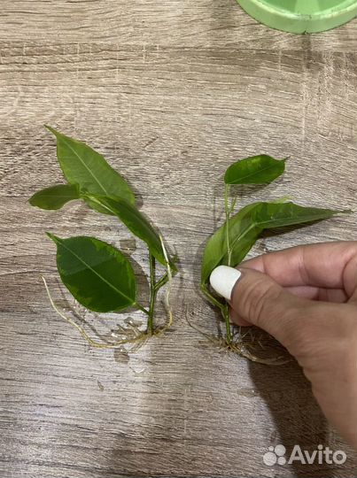 Фикус бенджамина