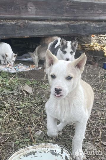 Щенки сибирской хаски/лайки помесные
