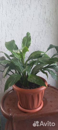 Спатифиллум