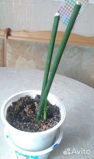 Детки Сансы циллиндрика и ареки