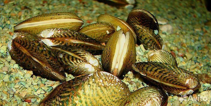 Мидия криспата или Моллюск расписная двустворка