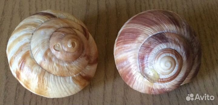 Коллекция ракушек