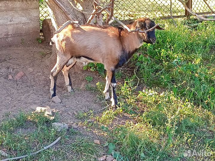 Козел на племя