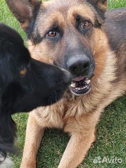 Отдам бесплатно