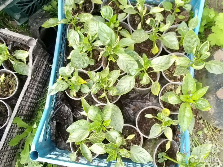 Рассада перца