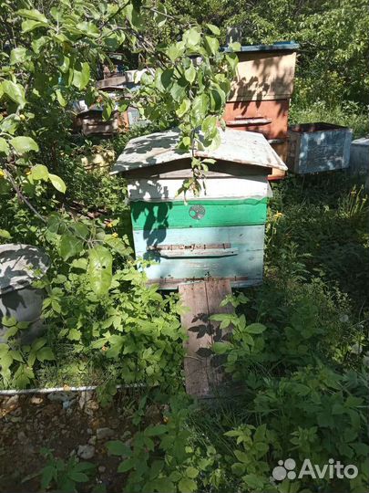Продам пчелосемьи