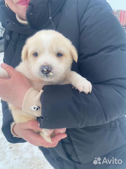 Маленькая собака