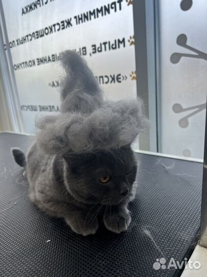 Стрижка собак Груминг