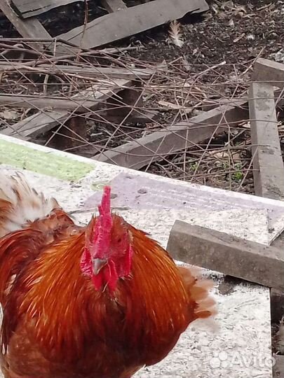Куры петухи