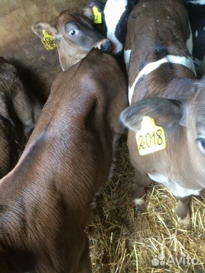 Бычки на откорм