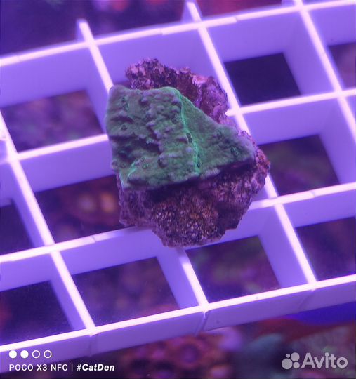 Кораллы для морского аквариума