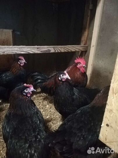 Яйцо инкубационное Маран ч/м, Ухейулюй,брама,нидер