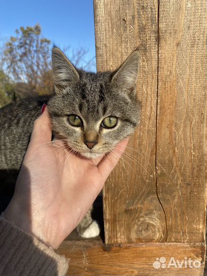 Британские котята