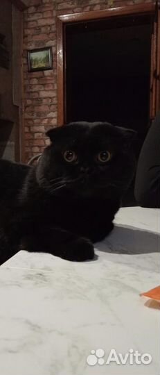 Шотландская вислоухая