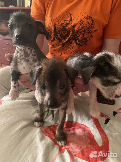 Китайская хохлатая