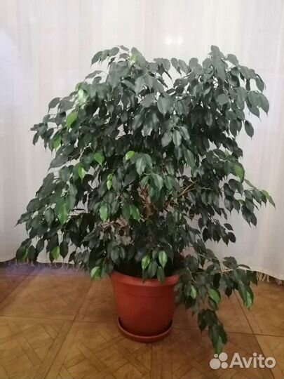 Фикус бенджамина