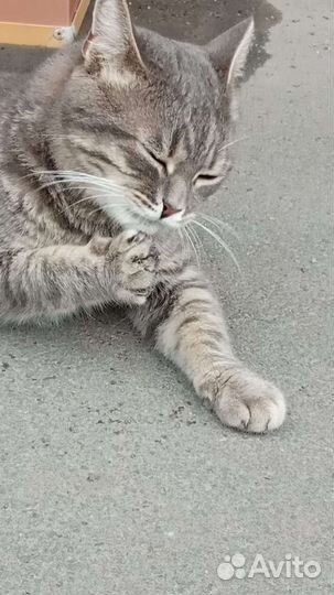 Подбросили кота, молодой воспитанный, нужен дом