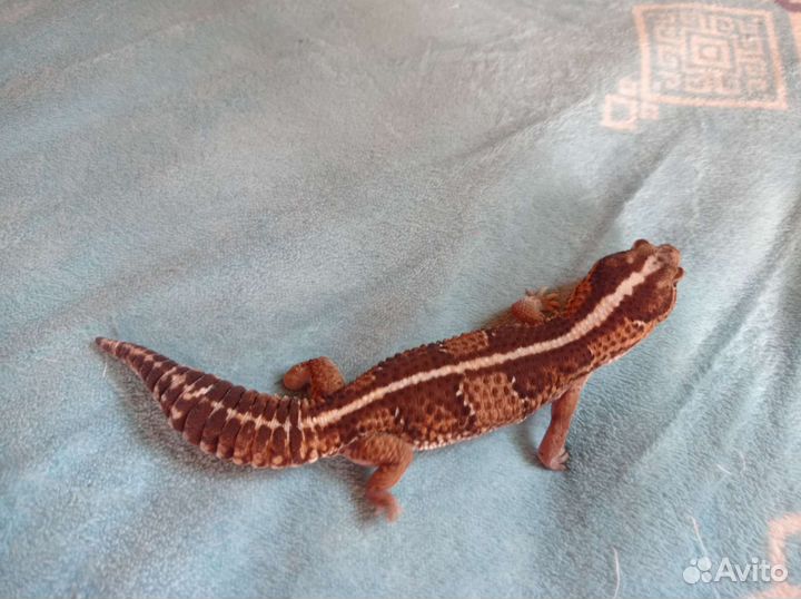 Гемитеконикс, бананоед самки