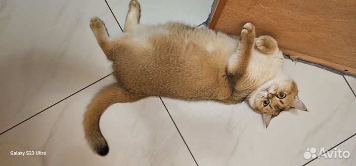 Шотландская золотая шиншилла