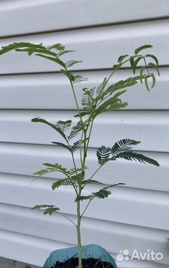 Альбиция ленкоранская